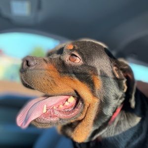 Meet your Posher, Hunter